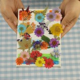 DIY Flower Press Kit with Natural Dried Flowers