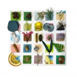 DIY Pressed Dried Flowers Kit - For Collection & Painting